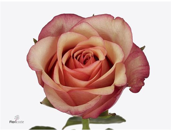 Vrtnica Vintage c3192