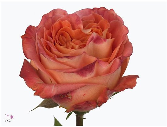 Vrtnica Wild Spirit c3199