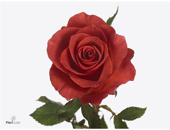 Vrtnica A Wabara Tsumugi c3477