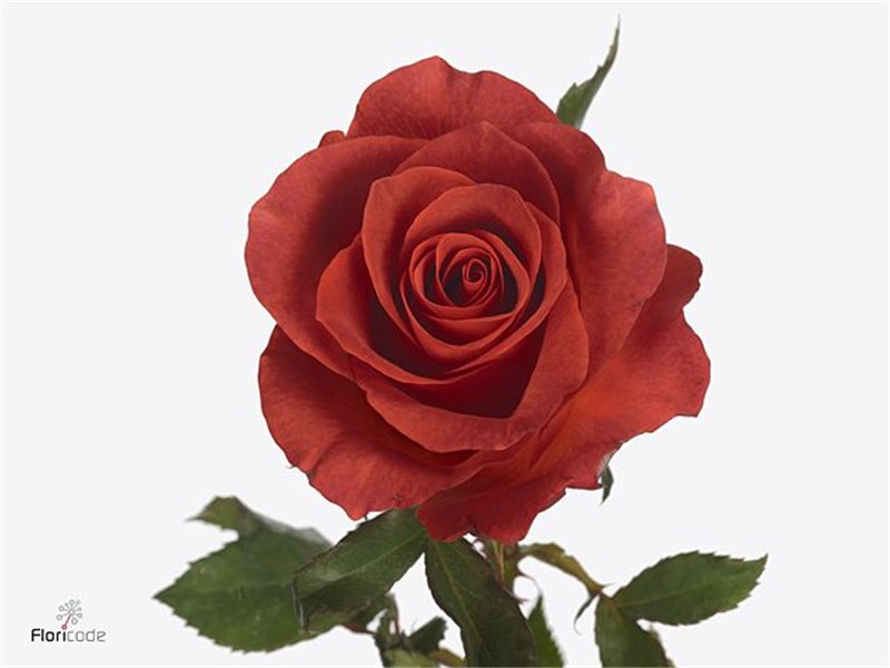 Vrtnica A Wabara Tsumugi c3477