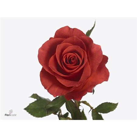 Vrtnica A Wabara Tsumugi c3477