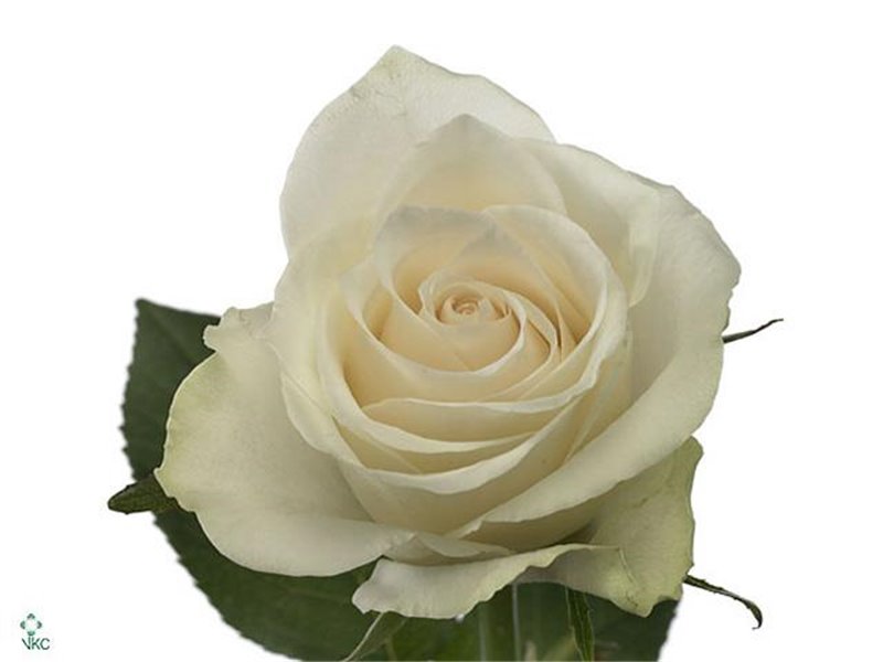 Vrtnica Athena c3481