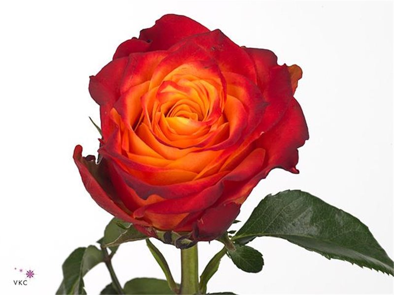 Vrtnica Atomic c3487