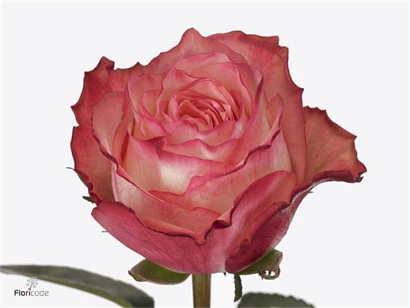 Vrtnica Attraction c3488