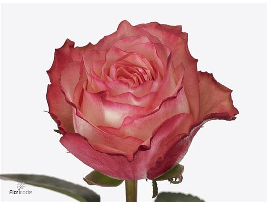 Vrtnica Attraction c3489