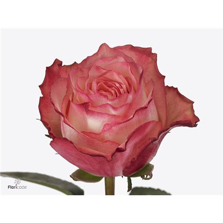 Vrtnica Attraction c3489