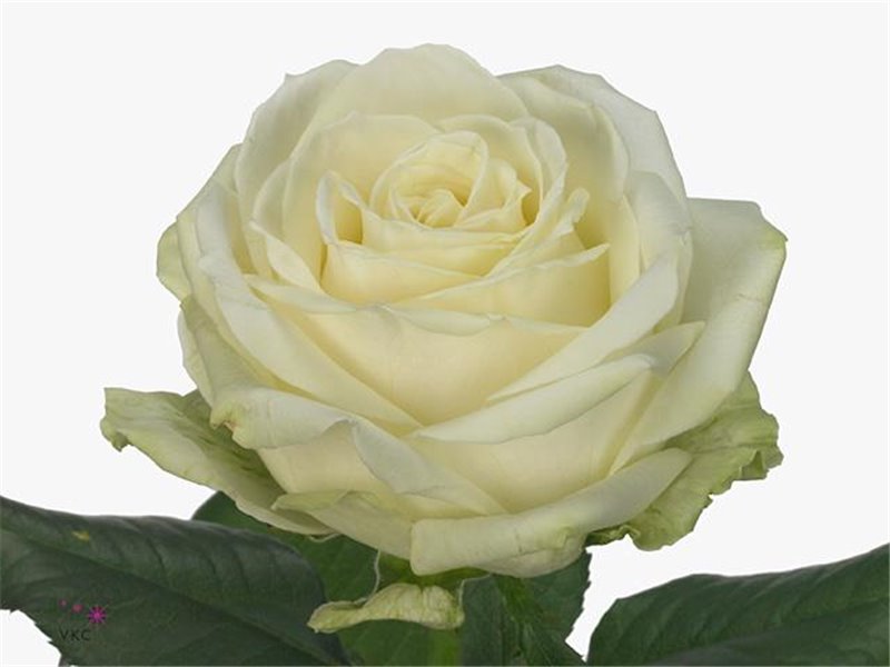 Vrtnica Avalanche Elegantum c3492