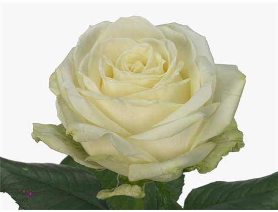 Vrtnica Avalanche Koene White c3493