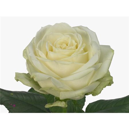 Vrtnica Avalanche Koene White c3494