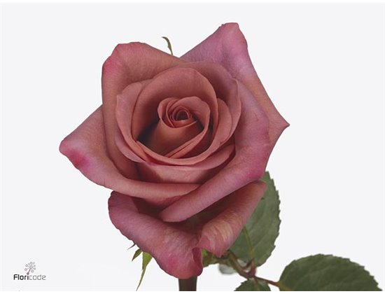 Vrtnica Baby Satin Mixed Alpe Dhuez 998 c3502