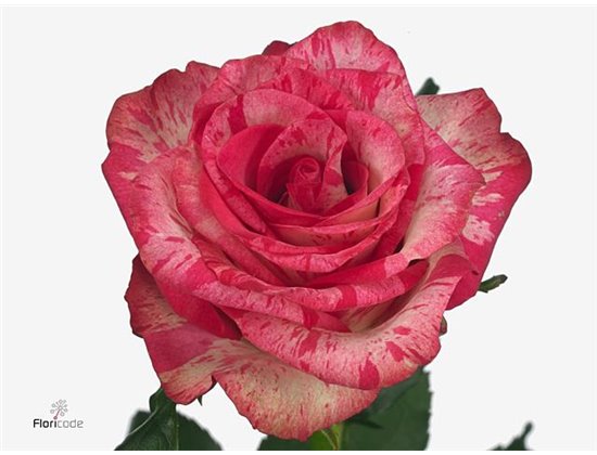 Vrtnica Barista c3504