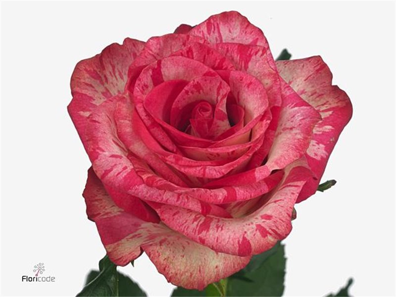 Vrtnica Barracuda c3505