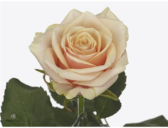 Vrtnica Bellini X L c3508