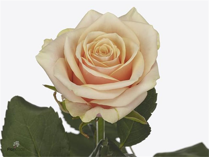 Vrtnica Bellini X L c3508