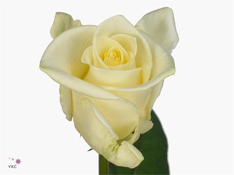 Vrtnica Bellini X L c3509