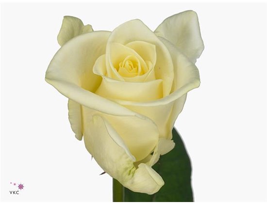 Vrtnica Beluga c3510