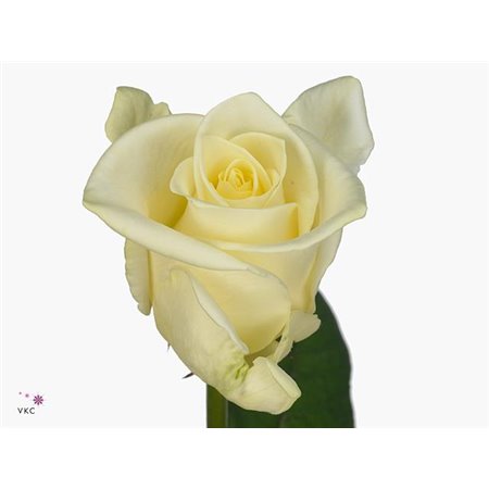 Vrtnica Beluga c3510