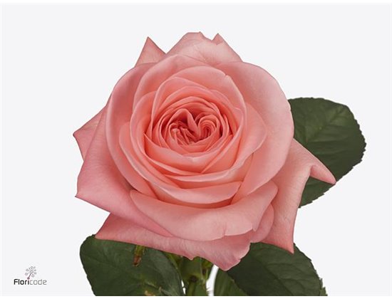 Vrtnica Big Girl c3511