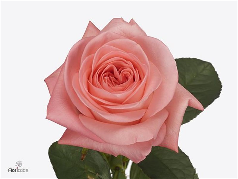 Vrtnica Big Girl c3511