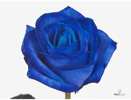 Vrtnica Blue Equador c3513