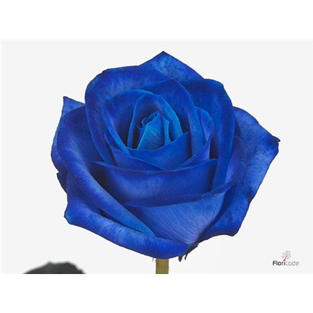 Vrtnica Blue Equador c3513