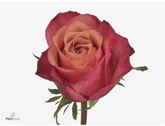 Vrtnica Blue Mondial Blue c3514