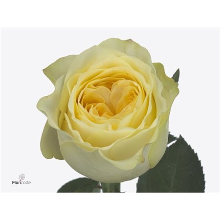 Vrtnica Buttercup c3516