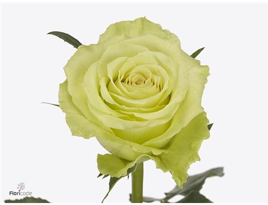 Vrtnica Camouflage c3517