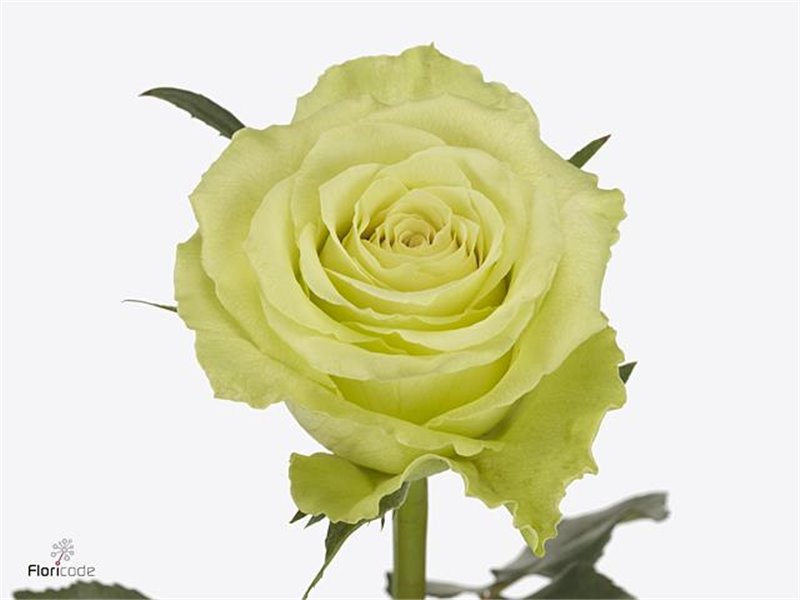 Vrtnica Camouflage c3517