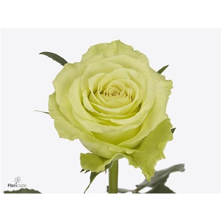 Vrtnica Camouflage c3517