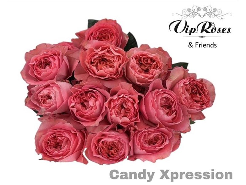 Vrtnica Candy X-pression c3518