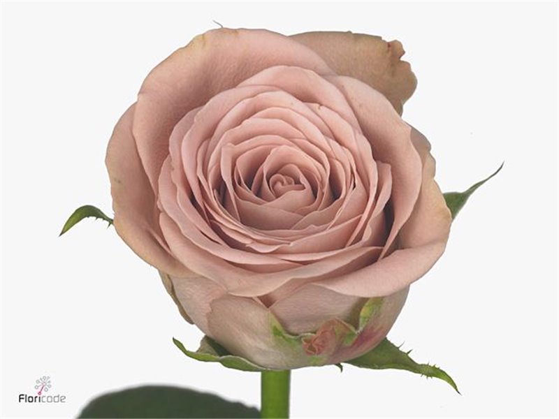 Vrtnica Cappuccino c3520