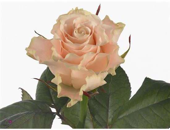 Vrtnica Charmant c3522