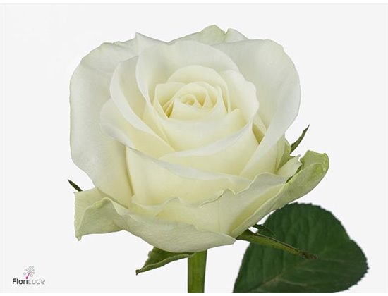 Vrtnica Countdown c3523