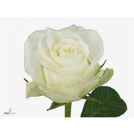 Vrtnica Countdown c3523