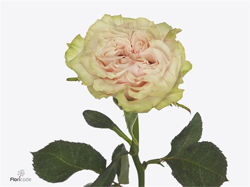 Vrtnica Countdown Rainbow L50 c3524