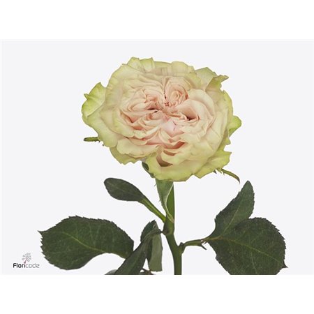 Vrtnica Countdown Rainbow L50 c3524