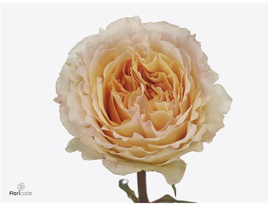 Vrtnica David Austin Beatrice c3525