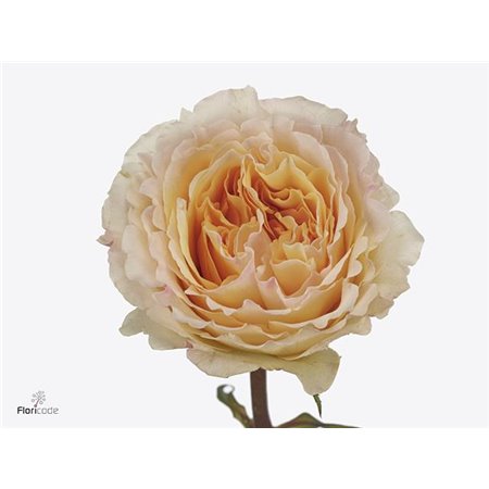 Vrtnica David Austin Beatrice c3525