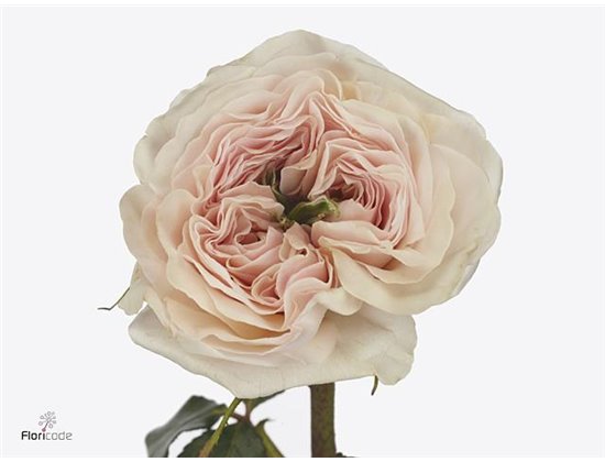 Vrtnica David Austin Bessie c3526