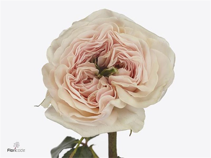 Vrtnica David Austin Bessie c3526