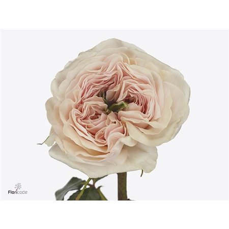 Vrtnica David Austin Bessie c3526