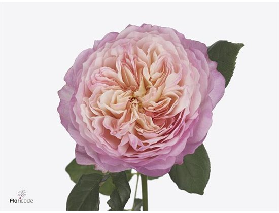 Vrtnica David Austin Constance c3527