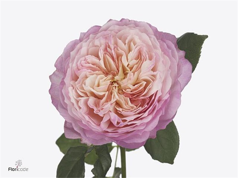 Vrtnica David Austin Constance c3528