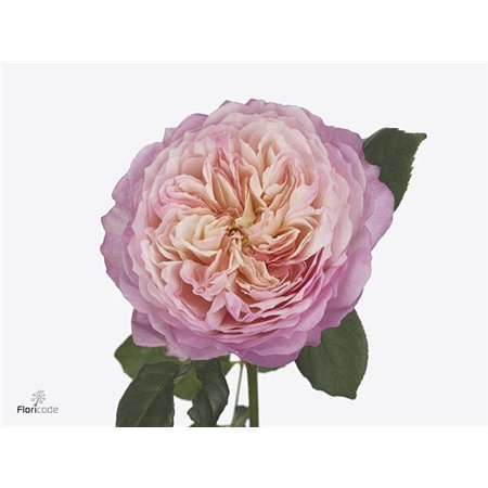 Vrtnica David Austin Constance c3528