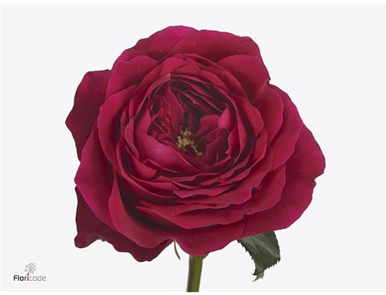 Vrtnica David Austin Constance c3529