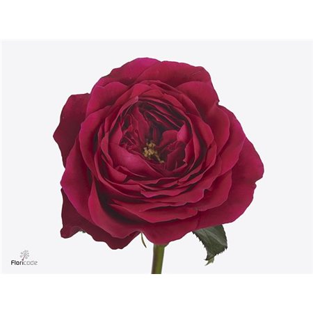 Vrtnica David Austin Constance c3529