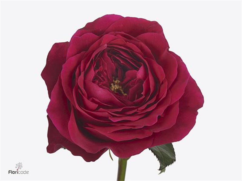 Vrtnica David Austin Darcey c3530