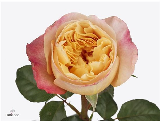 Vrtnica David Austin Edith c3531