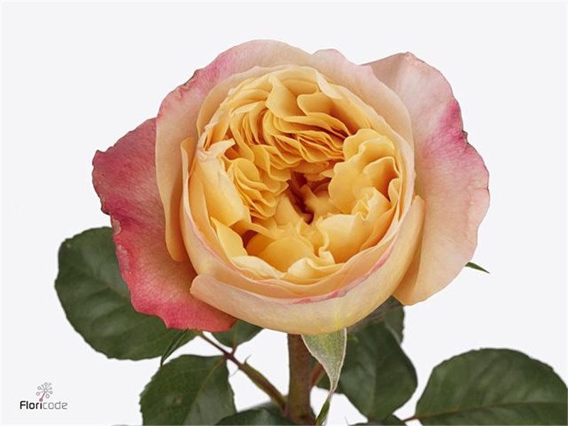 Vrtnica David Austin Edith c3531